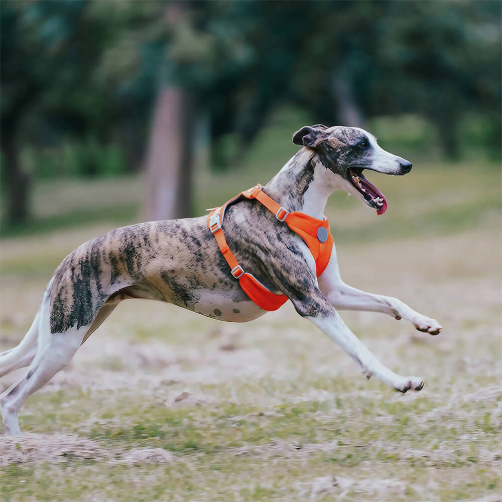 Complete Control Comfortable No-Pull Dog Harness and Lead
