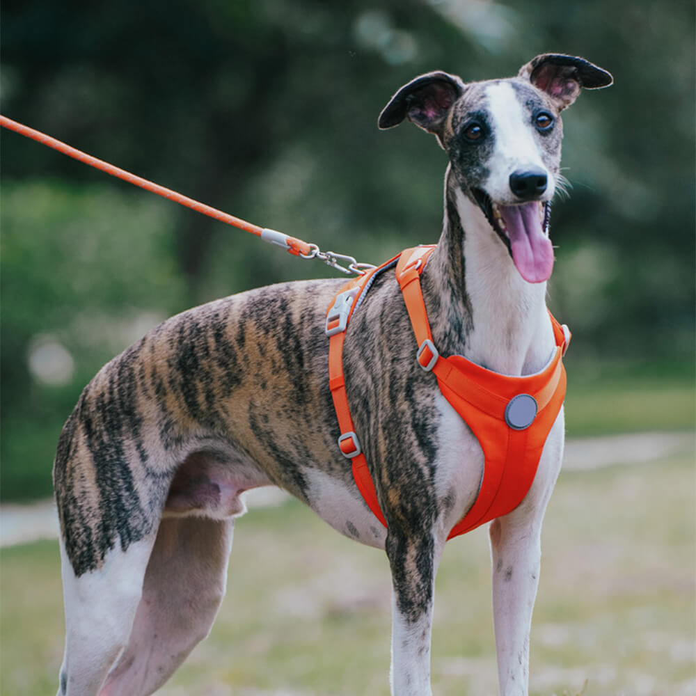 Complete Control Comfortable No-Pull Dog Harness and Lead