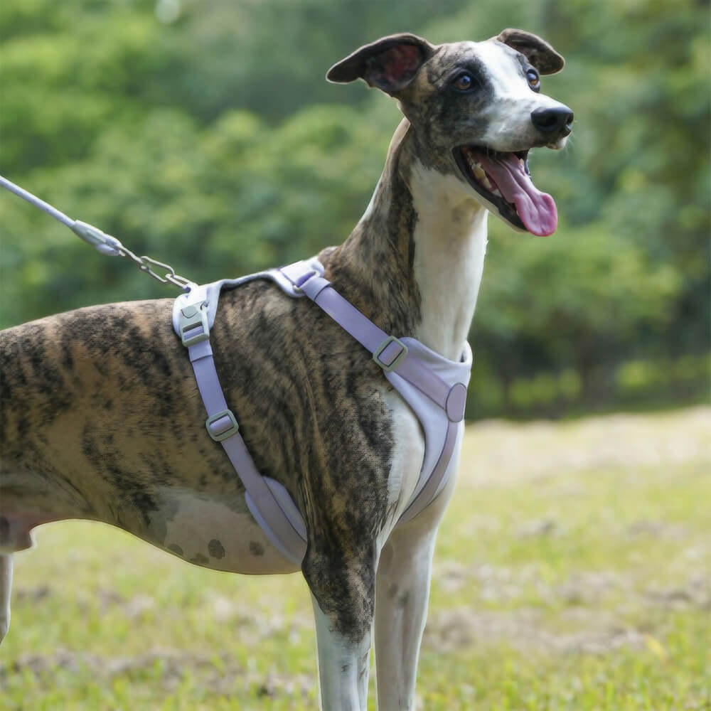 Complete Control Comfortable No-Pull Dog Harness and Lead