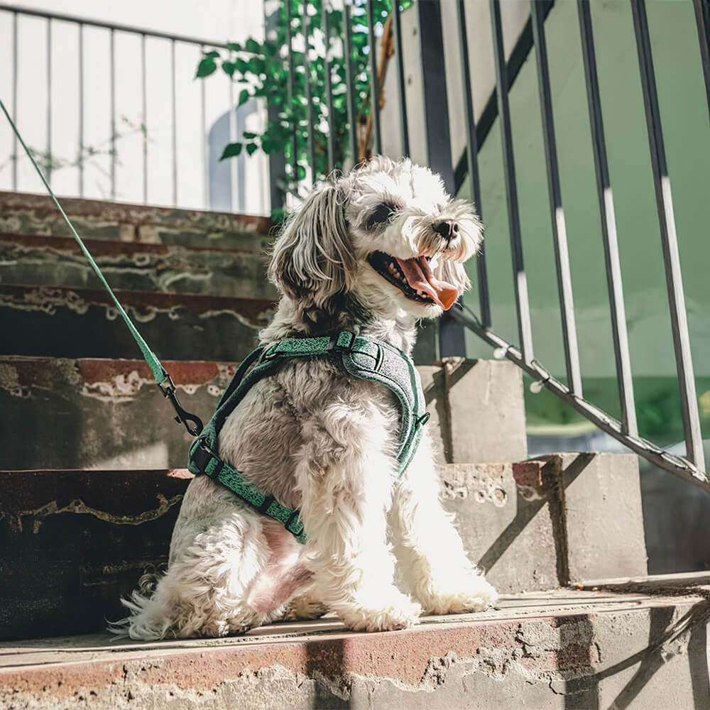 Eco-friendly Recycled Fabric No-Pull Dog Harness/Lead