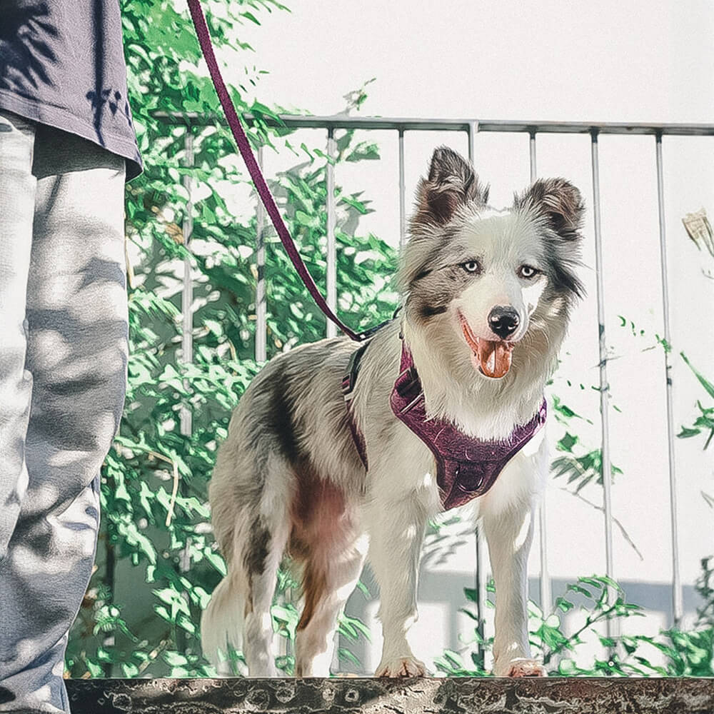 Eco-friendly Recycled Fabric No-Pull Dog Harness/Lead