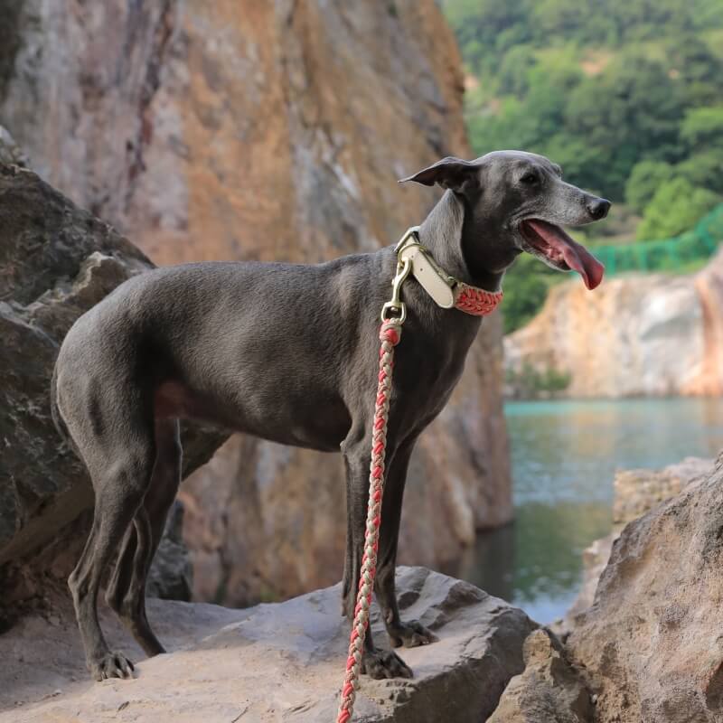 Hand-Woven Leather Multifunctional Anti-Pull Dog Collar and Lead Set