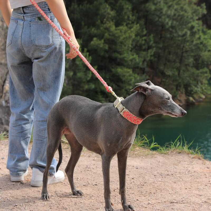 Hand-Woven Leather Multifunctional Anti-Pull Dog Collar and Lead Set