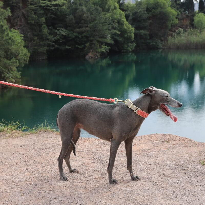 Hand-Woven Leather Multifunctional Anti-Pull Dog Collar and Lead Set