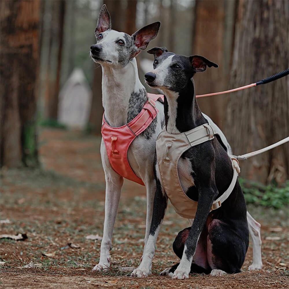 Lightweight Waterproof Breathable Anti-Pull Dog Harness or Multifunctional Lead