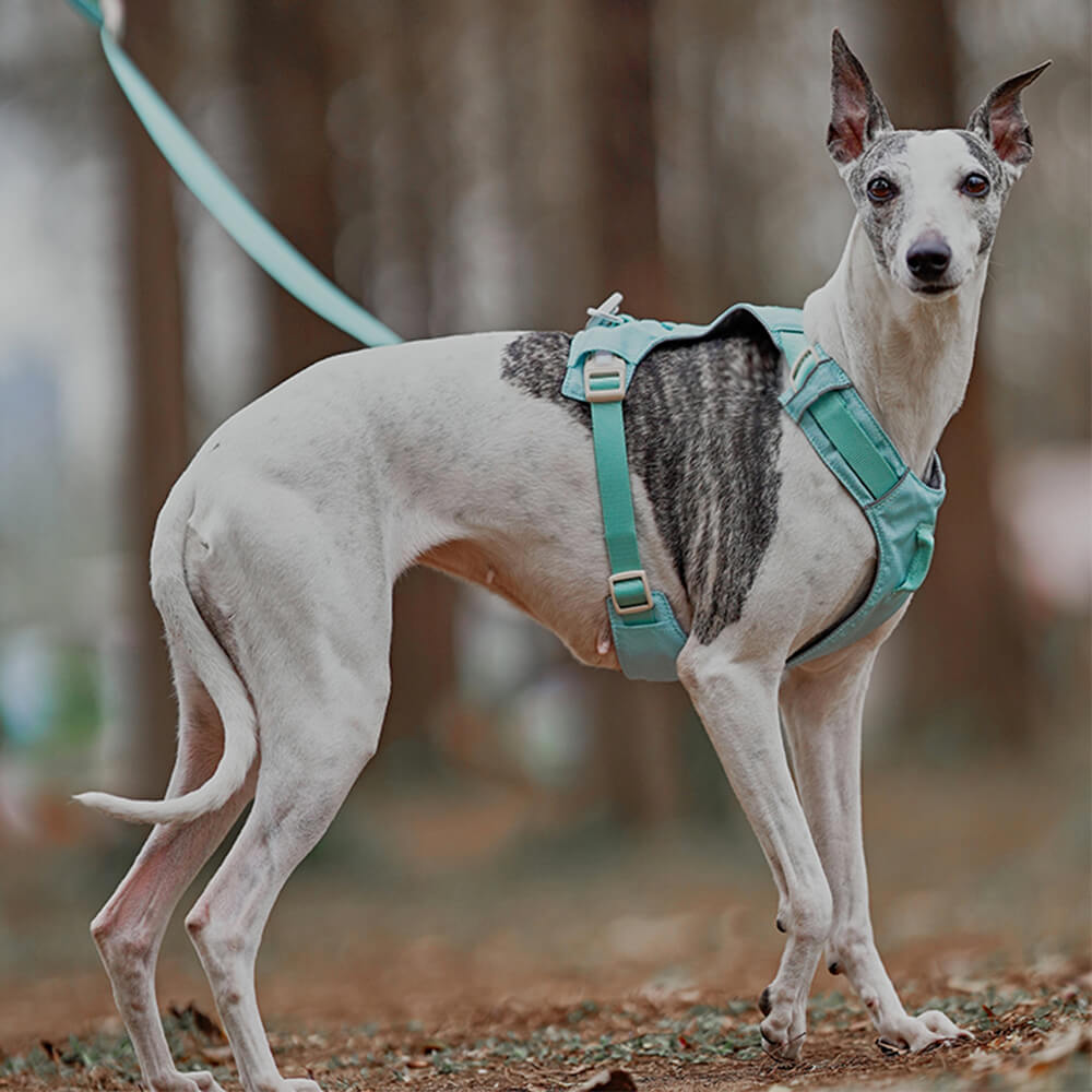 Lightweight Waterproof Breathable Anti-Pull Dog Harness or Multifunctional Lead