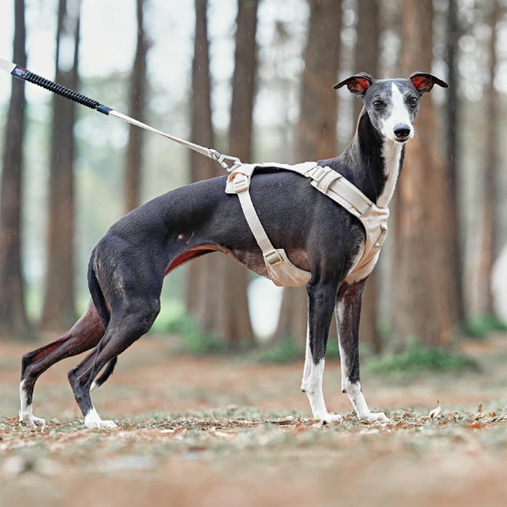 Lightweight Waterproof Breathable Anti-Pull Dog Harness or Multifunctional Lead