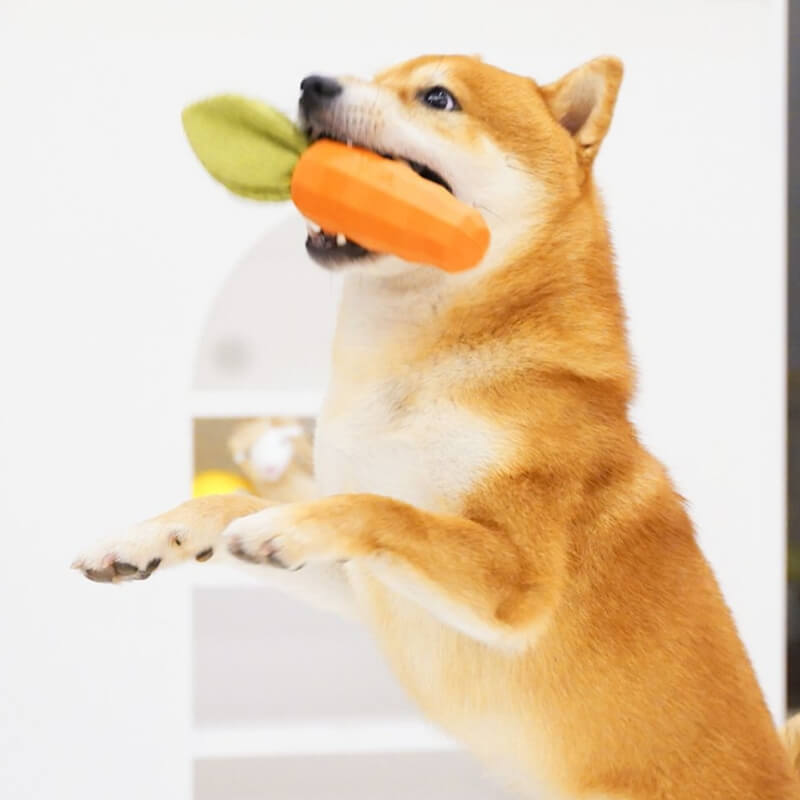 Jouet grinçant de carotte Jouet à mâcher durable pour chien