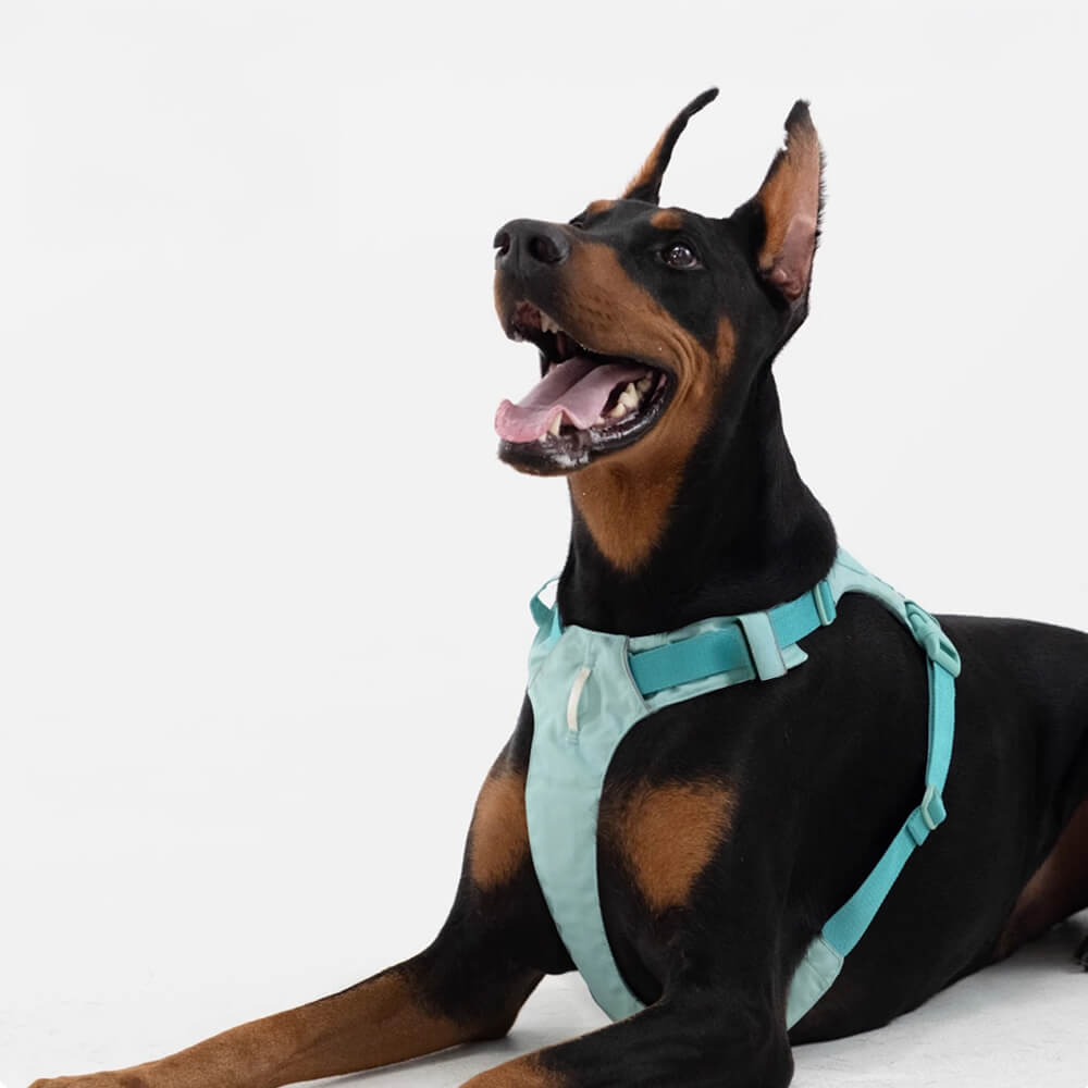 Adjustable Multi-Handle Dog Harness and Lead Kit