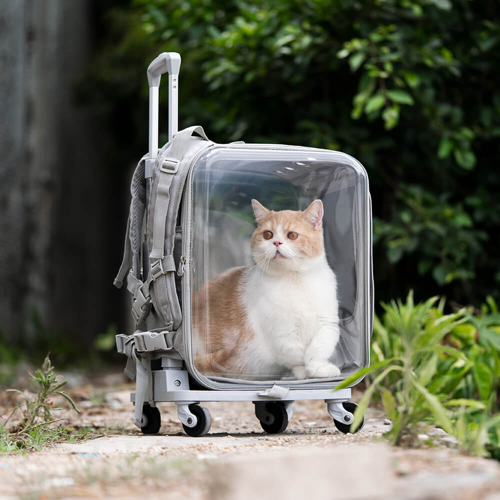 Sac à dos Transparent à double usage pour animaux de compagnie, boîtier de transport pour chats, avec roue silencieuse