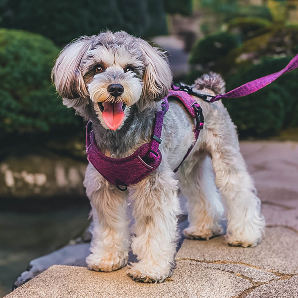 Eco-friendly Recycled Fabric No-Pull Dog Harness and Lead