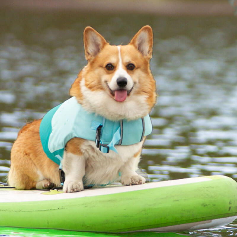 Giubbotto salvagente per cani con giubbotto galleggiante regolabile